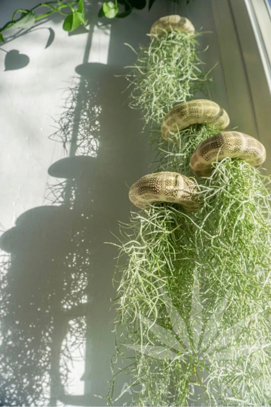 HÄNGENDE LUFTPFLANZE MEDUSE🌱