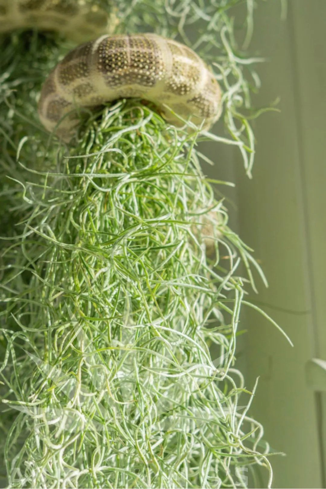 HÄNGENDE LUFTPFLANZE MEDUSE🌱