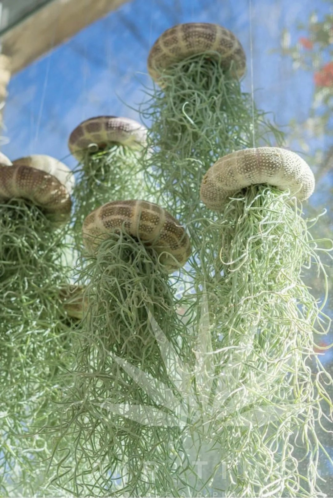 HÄNGENDE LUFTPFLANZE MEDUSE🌱