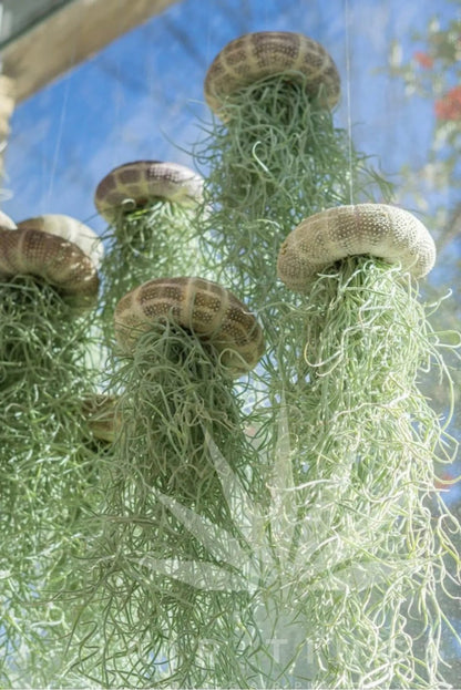 HÄNGENDE LUFTPFLANZE MEDUSE🌱