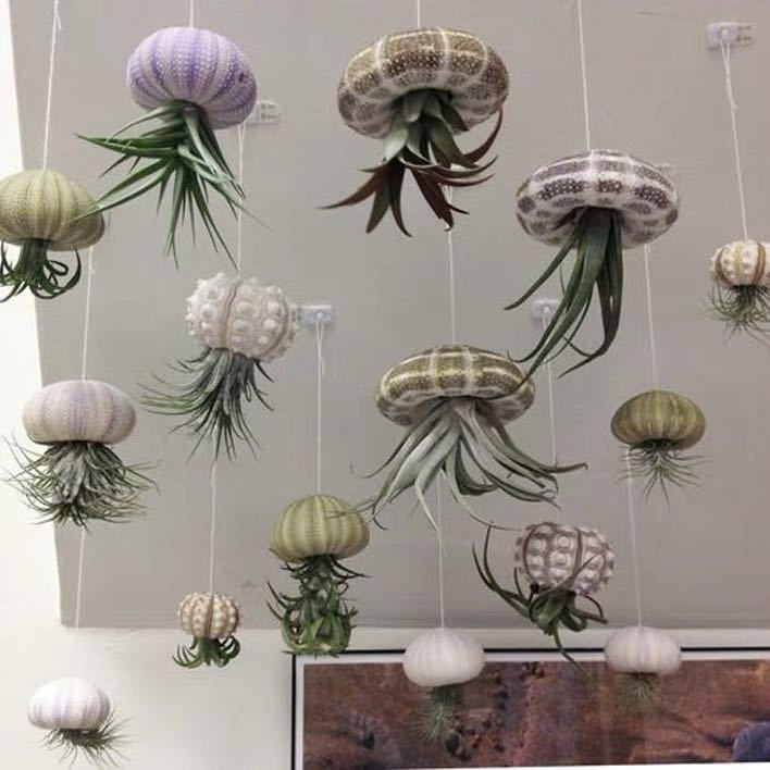 HÄNGENDE LUFTPFLANZE MEDUSE🌱