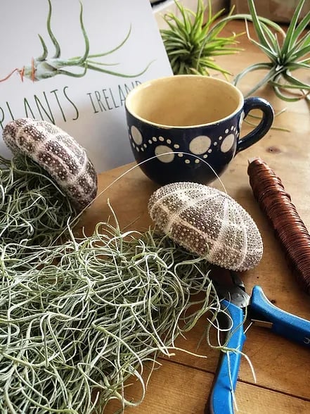 HÄNGENDE LUFTPFLANZE MEDUSE🌱