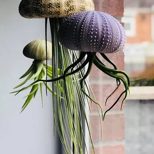 HÄNGENDE LUFTPFLANZE MEDUSE🌱