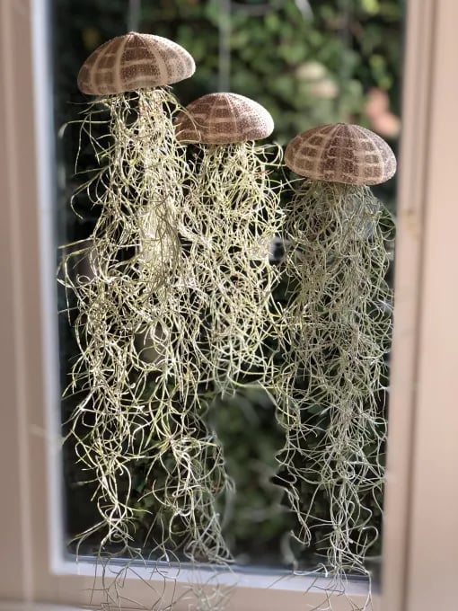 HÄNGENDE LUFTPFLANZE MEDUSE🌱