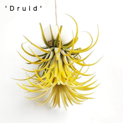 HÄNGENDE LUFTPFLANZE MEDUSE🌱