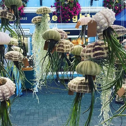HÄNGENDE LUFTPFLANZE MEDUSE🌱