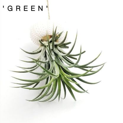 HÄNGENDE LUFTPFLANZE MEDUSE🌱