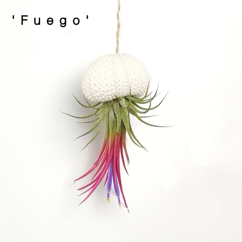 HÄNGENDE LUFTPFLANZE MEDUSE🌱